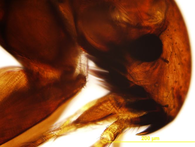 Obrázek 2 - blecha kočičí (Ctenocephalides felis) - detail ústního ústrojí © Marek Vojta