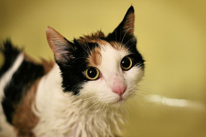 Kočka koupel