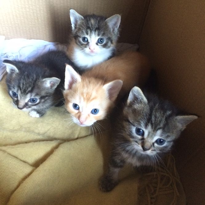 Koťata v krabici.