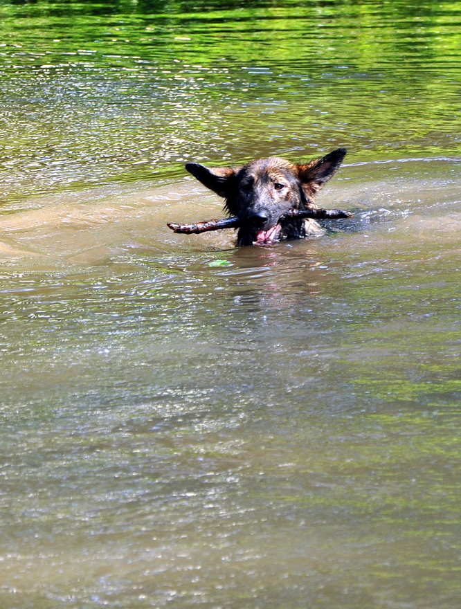 Pes léto voda plavání