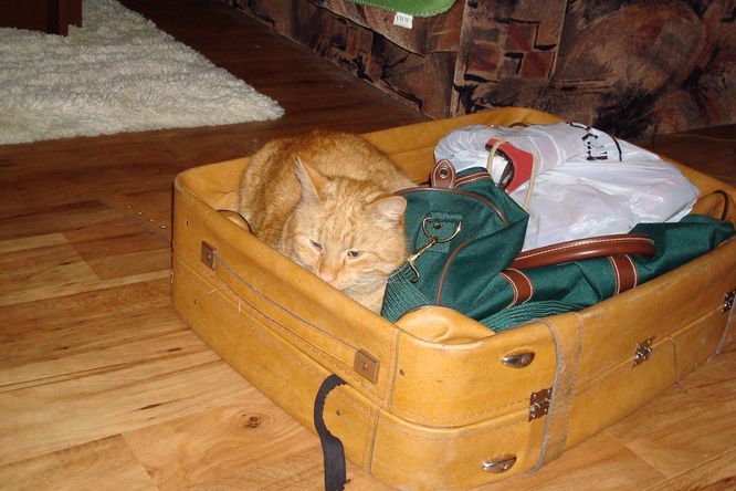 Kočka v kufru.