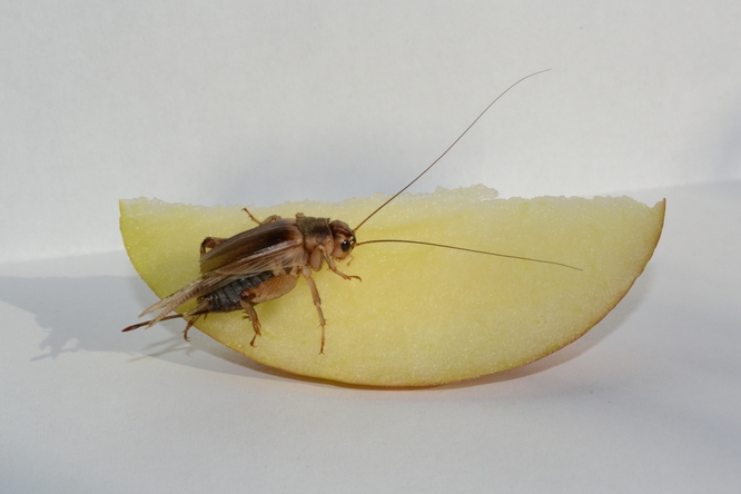 Cvrček krmící se na jablku.