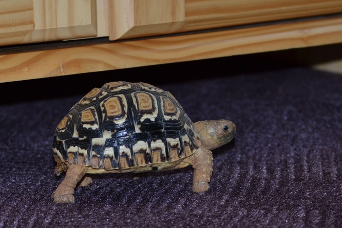 Suchozemská želva v bytě.