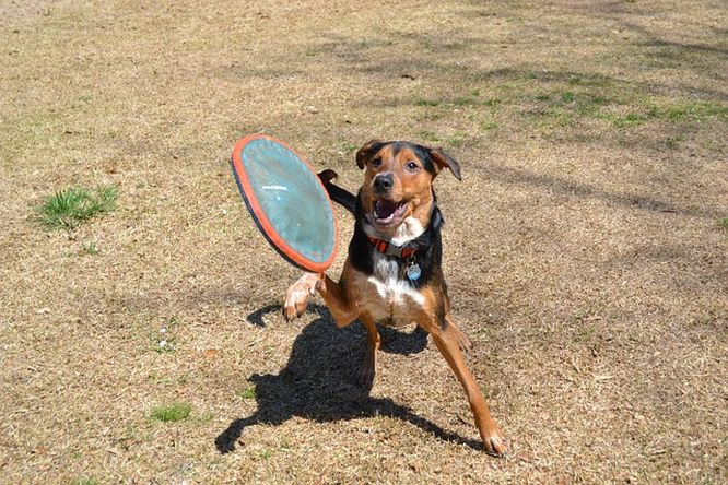 Dog frisbee.