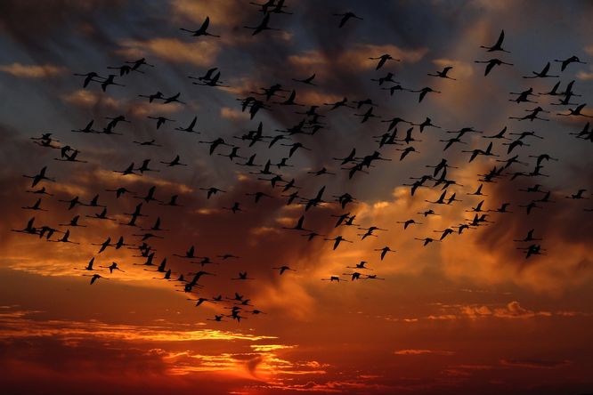 Stěhovaví ptáci při západu slunce.