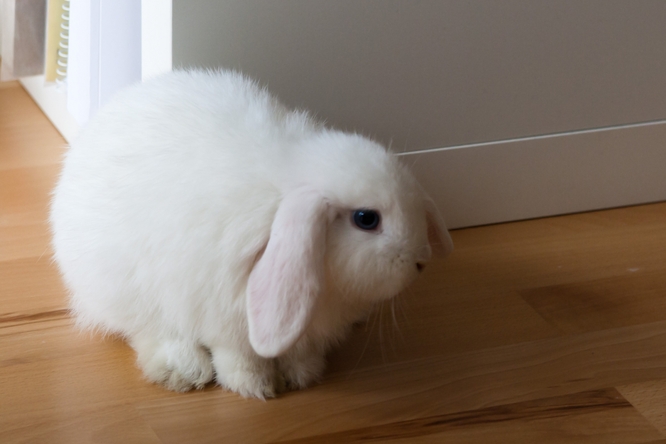 Zakrslý králík v bytě.