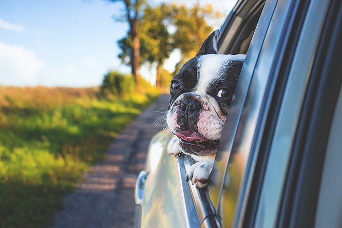 Pes v autě cestování