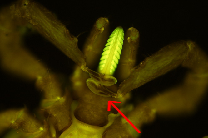 Obrázek 2 - klíště obecné (Ixodes ricinus) - Smyslový orgán klíšťat - Hallerův orgán (označen šipkou) © Marek Vojta