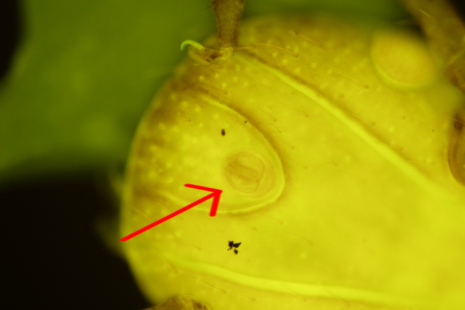 Obrázek 3 - klíště obecné (Ixodes ricinus) - Pohlavní/řitní otvor u samice (označen šipkou) © Marek Vojta