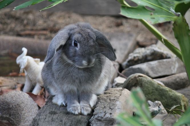 Zakrslý králík na zahradě.