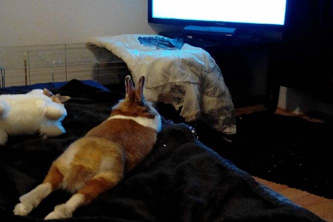 Králík, domácí mazlíček, leží na posteli a sleduje televizi.