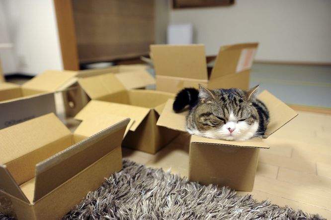 Kočka v papírové krabici.
