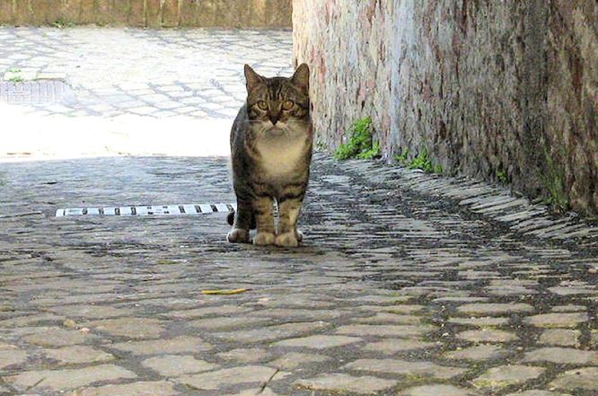 Kočka na ulici.