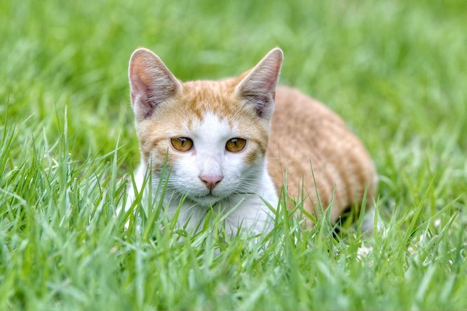 Kočka v trávě.