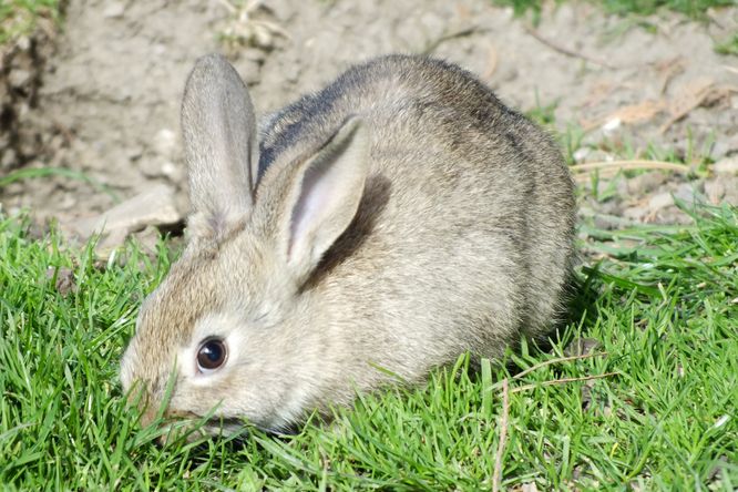 Zakrslý králík v trávě.