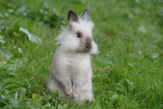 Zakrslý králík na zahradě.