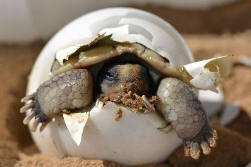 Rozmnožování suchozemských želv