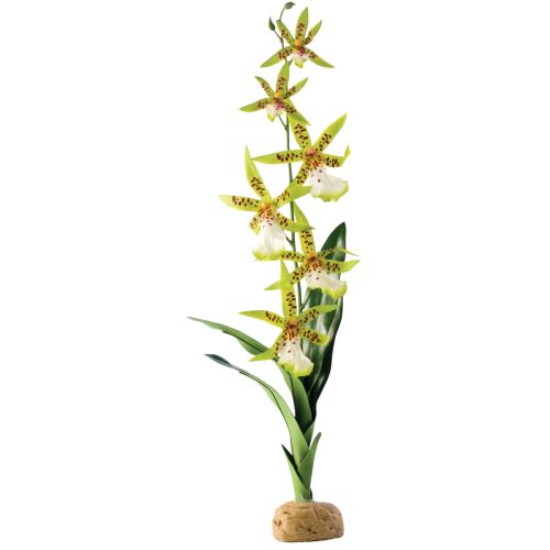 Rostlina EXO TERRA Spider Orchid