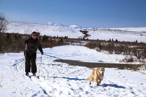 Skijoring - připravte se se psem na zimu