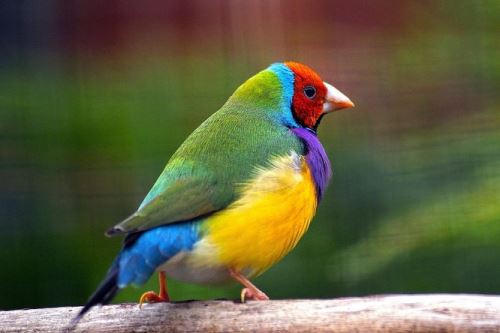 Nejkrásněji zbarvení ptáci světa