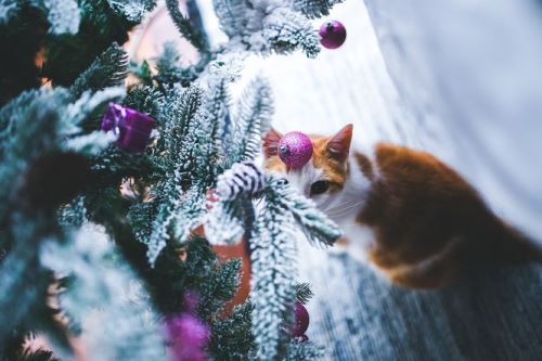 Bezpečné Vánoce pro Vaši kočku