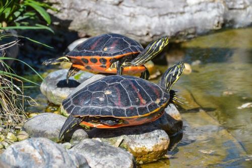 Vodní želvy a péče o krunýř