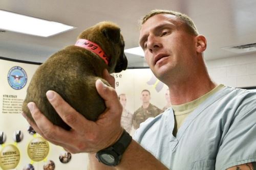 Jak uklidnit psa u veterináře