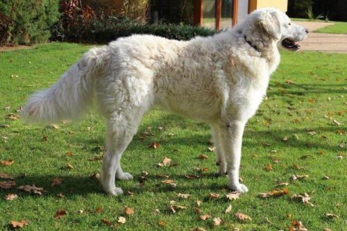 Kuvasz