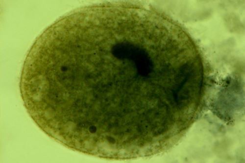 Balantidium coli (vakovka střevní) u prasat a dalších zvířat (kromě psa)