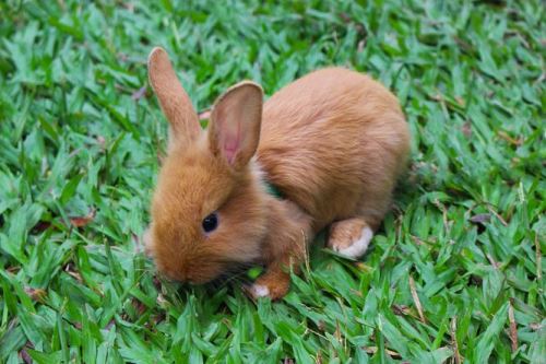 Tipy pro správné stravování zakrslých králíků