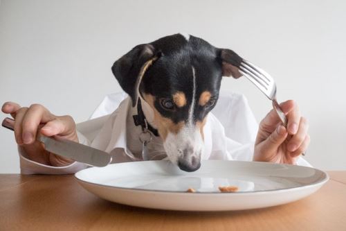 Nejčastější chyby psího stravování
