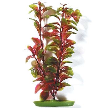 Rostlina MARINA Red Ludwigia 20 cm