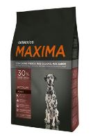 Maxima Dog  Adult Medium