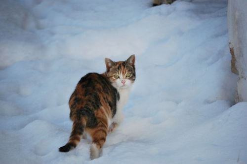 Venkovní kočky: zima