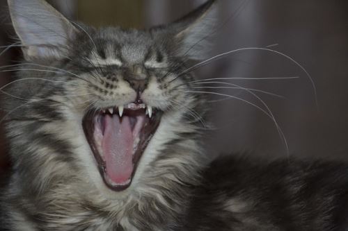 Jak u koček poznat potíže se zuby