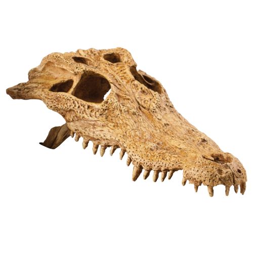 Dekorace EXO TERRA krokodýlí lebka