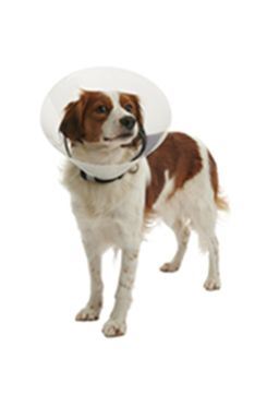 Kruuse Buster Clic Collar Plastový ochranný límec pro psy