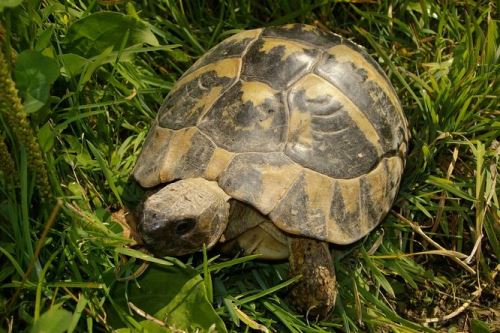 Venkovní výběh pro suchozemské želvy