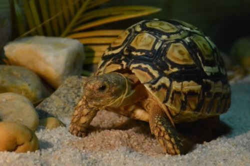 Chov suchozemské želvy - Základní otázky před pořízením