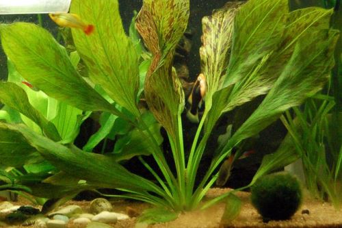 Echinodorus, vhodné rostliny do akvária