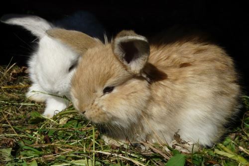 Vychytávky do klece pro zakrslé králíky