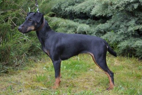 Jagdteriér - Německý lovecký pes