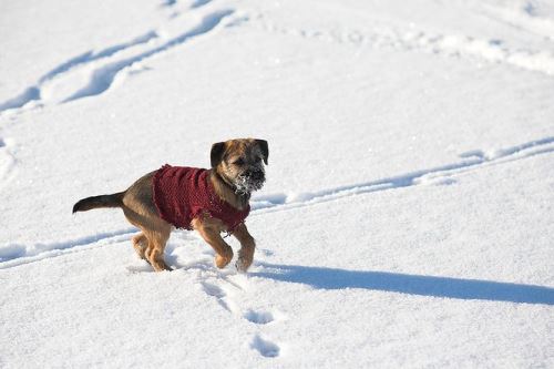 Zimní oblečení pro psího kamaráda