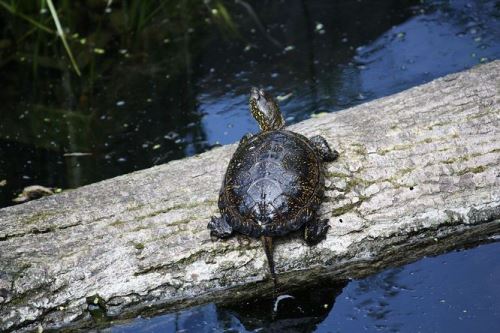 Chovat bahenní želvy