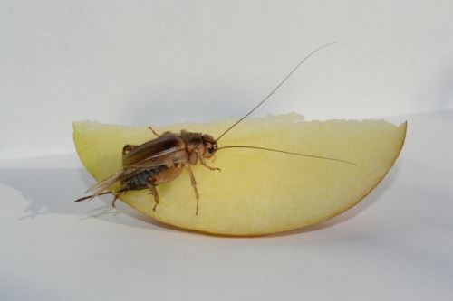 Chov krmného hmyzu – cvrčci
